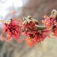 Copper Beauty Witch Hazel 3
