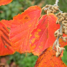 Copper Beauty Witch Hazel 4