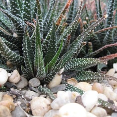 Zebra Haworthia 3