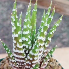 Zebra Haworthia 2
