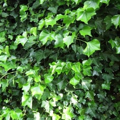 Baltic Ivy 2
