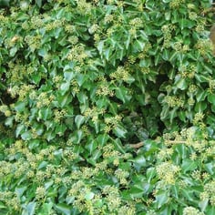 Baltic Ivy 3