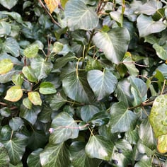 Baltic Ivy 4
