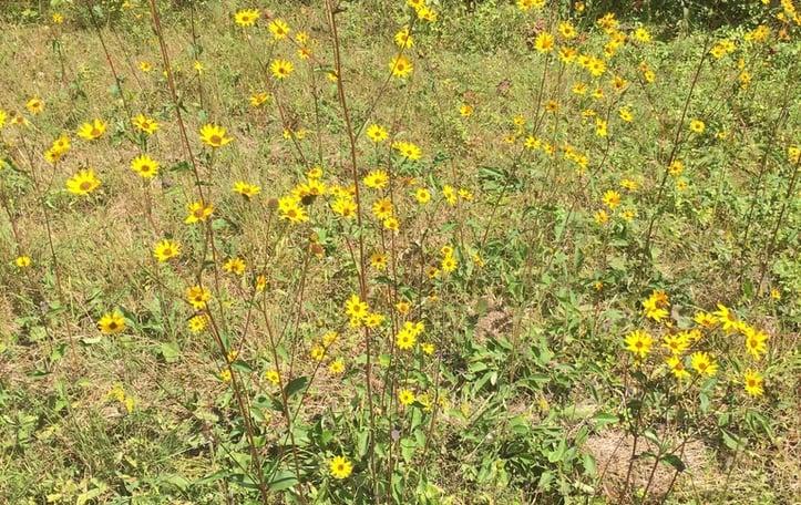 Appalachian Sunflower