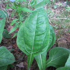 Appalachian Sunflower 2
