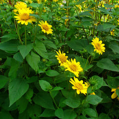 Forest Sunflower 2
