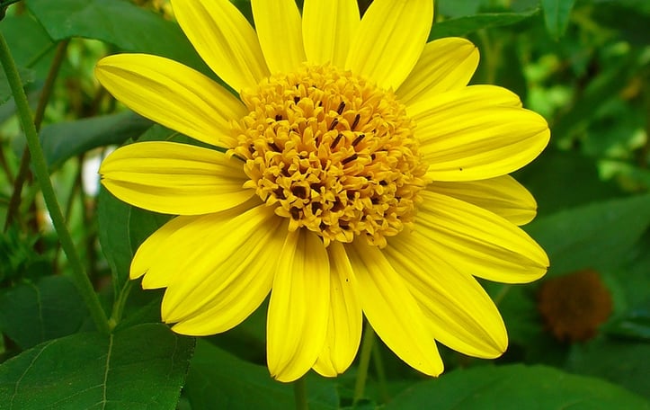 Forest Sunflower