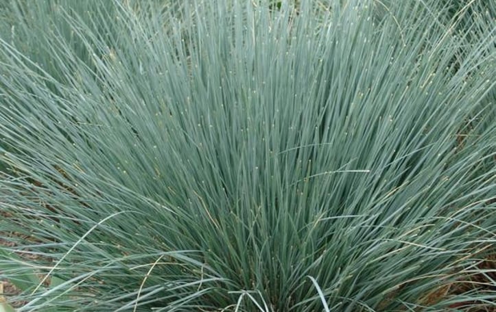 Blue Oats Grass