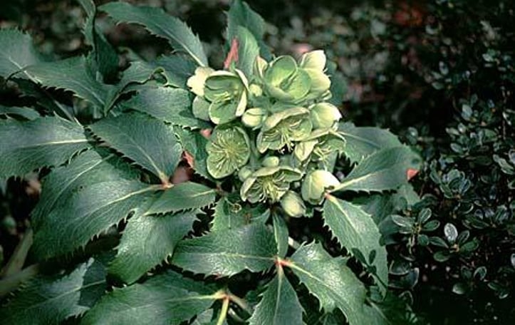 Corsican Hellebore
