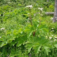 American Cow-parsnip 3