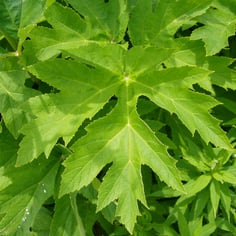American Cow-parsnip 2