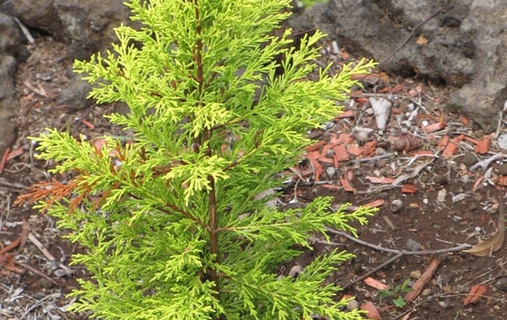 Lemon Cypress