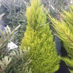 Lemon Cypress 2