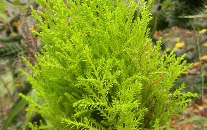 Dwarf Lemon Cypress