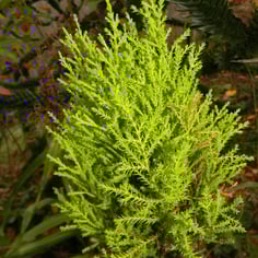 Dwarf Lemon Cypress 2