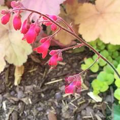 Alumroot 4