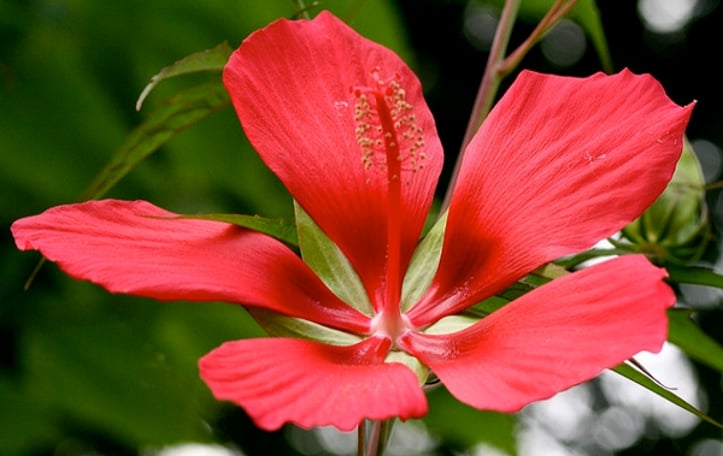 Red Hibiscus
