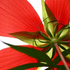 Red Hibiscus 2