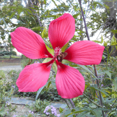Red Hibiscus 4