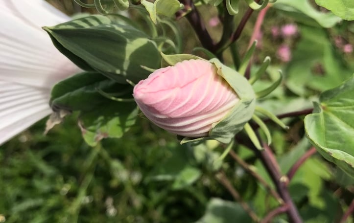 Large-flowered Hibiscus