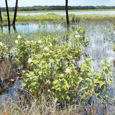 Large-flowered Hibiscus 2