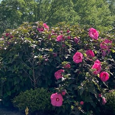 Dinner Plate Hibiscus 2