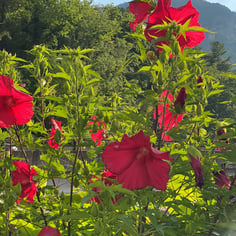 Dinner Plate Hibiscus 3