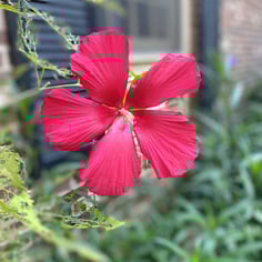 Dinner Plate Hibiscus 4