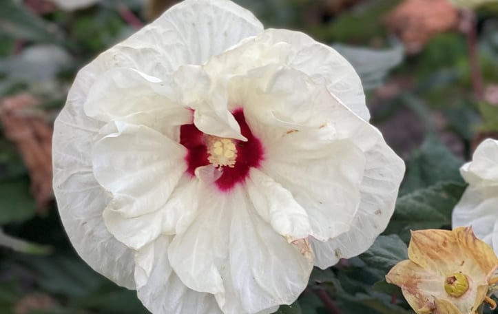 Dinner Plate Hibiscus