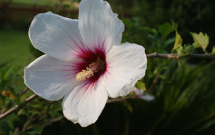 Hibiscus