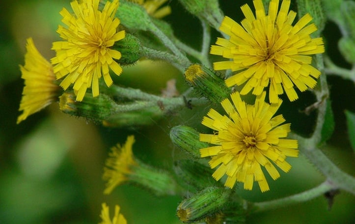 Rough Hawkweed