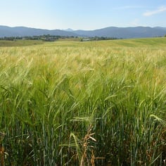 Barley 3