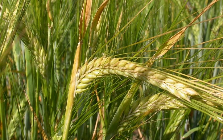 Barley