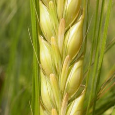 Barley 2