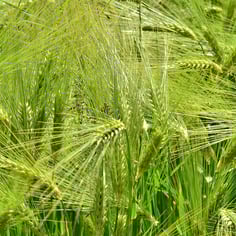 Barley 4