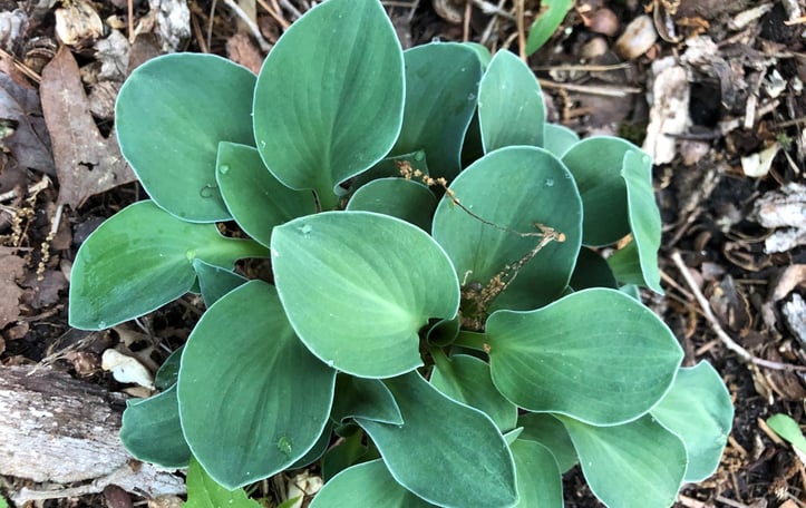 'Blue Mouse Ears' Hosta