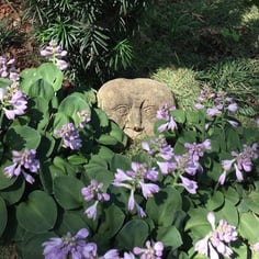 'Blue Mouse Ears' Hosta 4