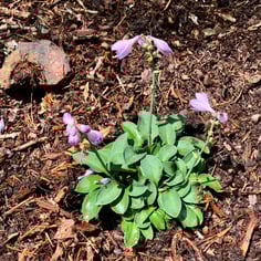 'Blue Mouse Ears' Hosta 2