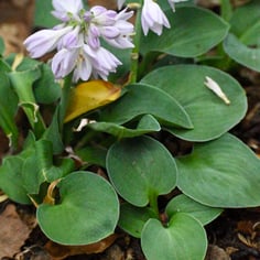 'Blue Mouse Ears' Hosta 3