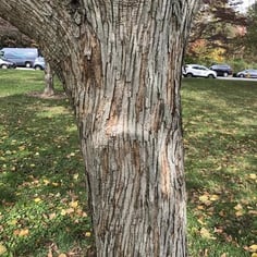 Japanese Raisintree 2