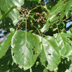 Japanese Raisintree 4