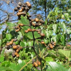 Japanese Raisintree 3