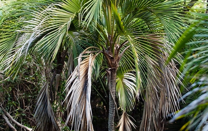 Belmore Sentry Palm