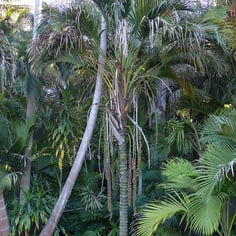 Belmore Sentry Palm 2
