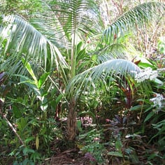 Forster Sentry Palm 2