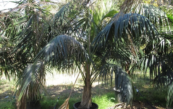 Forster Sentry Palm