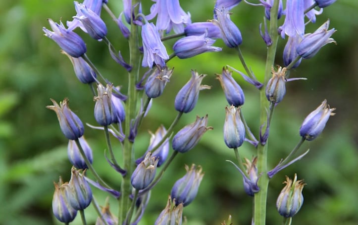 Spanish Bluebell