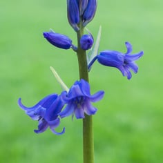 Spanish Bluebell 2
