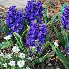 Common Hyacinth 2