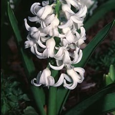 Common Hyacinth 3